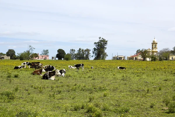 Rinderherde rastet in Uruguay. — Stockfoto