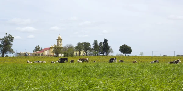 Uruguay'da istirahat inek sürüsü. — Stok fotoğraf
