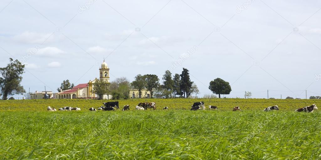 Herd of cows resting in Uruguay.