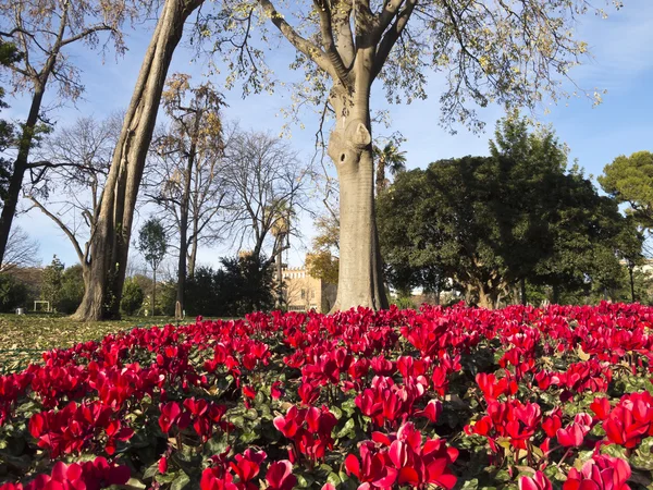 Квітковий кутку парку Сьютаделла. — стокове фото