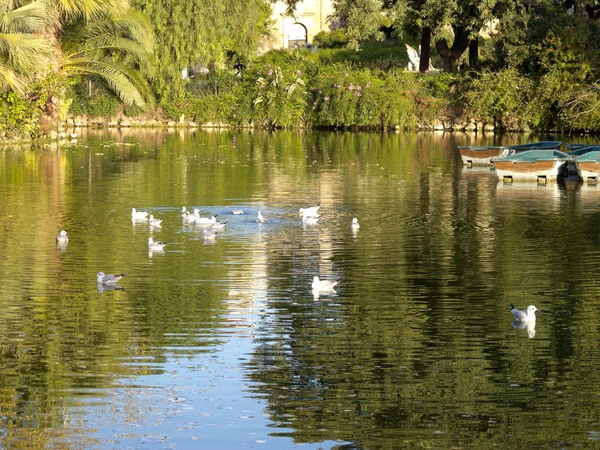 Vögel im Ciutadella Park — Stockfoto