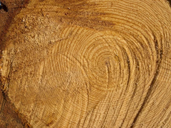 Wooden circle with a split cut of the log — Stock Photo, Image