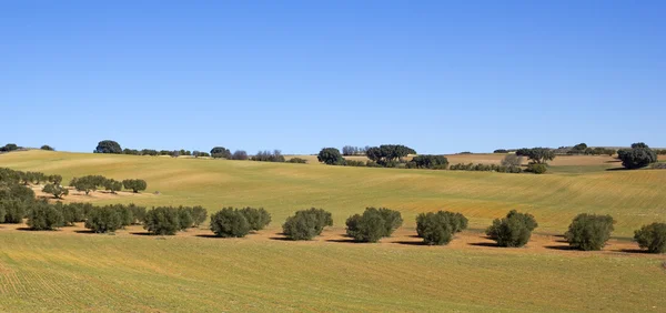 Panorama polí v oblasti Kastilie la mancha, Španělsko.. — Stock fotografie