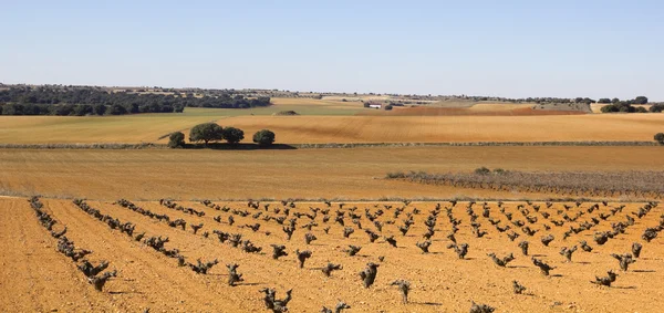 Panorama de campos com vinhas — Fotografia de Stock