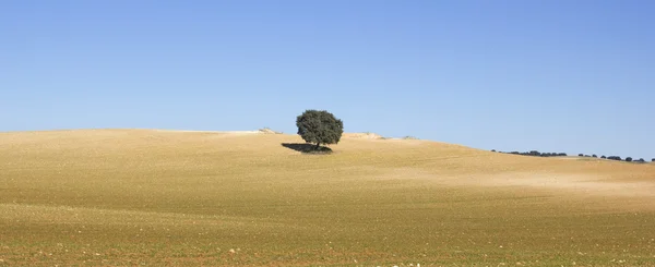 Země obilovin se stromem — Stock fotografie