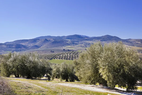 Panorama pola w Andaluzji. — Zdjęcie stockowe