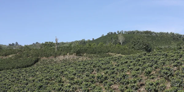 Farmland coffee in Colombia. — Stock Photo, Image