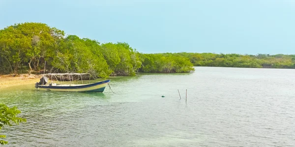 Båt i en mangroveskog. — Stockfoto