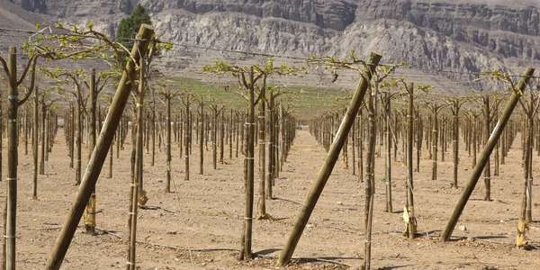 Chilean vineyards — Stock Photo, Image