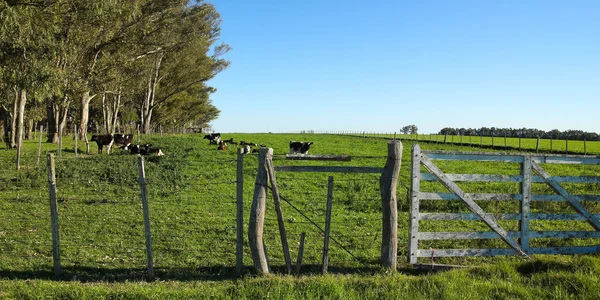 Bovini in un recinto , — Foto Stock