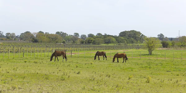 Cavalos Grazing — Fotografia de Stock