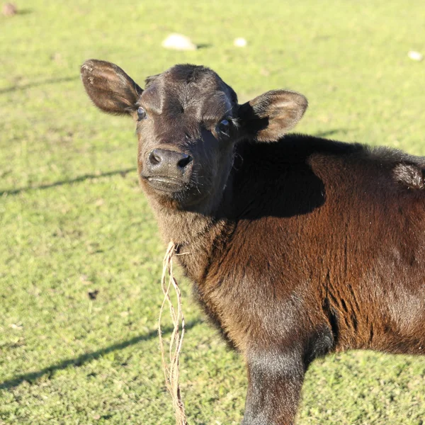 Petit veau en cuir marron dans une ferme — Photo