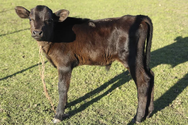 Small brown leather calf on a farm — Stock Photo, Image