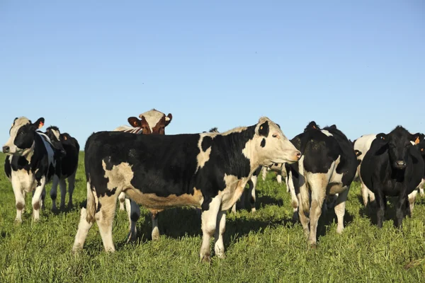 Vacas en prado verde y cielo azul . —  Fotos de Stock
