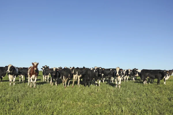 Vacas pastando en las pampas . —  Fotos de Stock