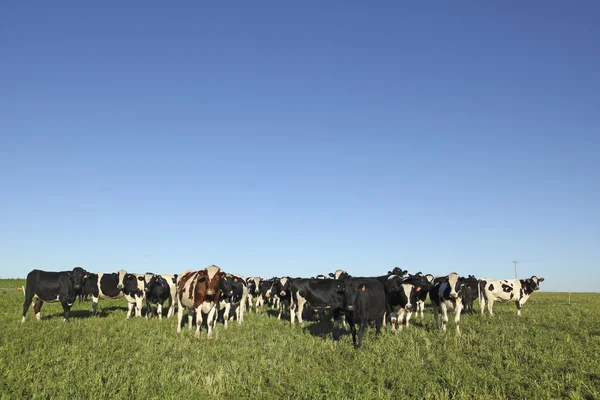 Vacche bianche e nere in una fattoria in America rurale . — Foto Stock