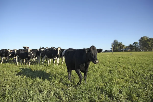 Vacche bianche e nere in una fattoria in America rurale . — Foto Stock