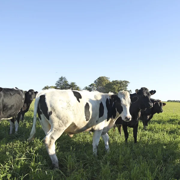 A mező a borjak — Stock Fotó