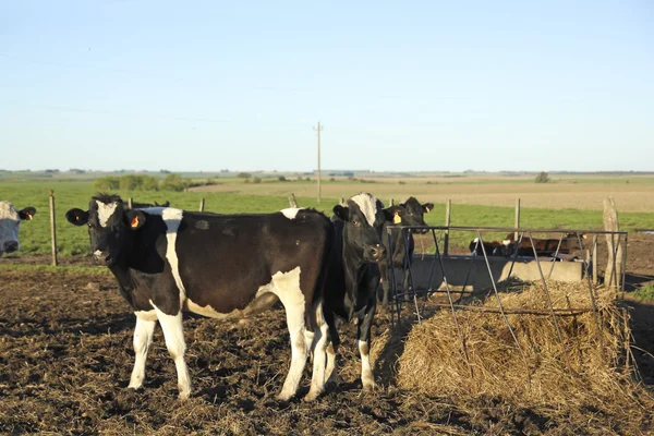 Tehenek a csoport latin-amerikai pampas. — Stock Fotó