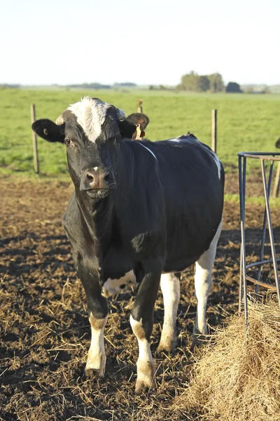 Una mucca in un'azienda agricola — Foto Stock