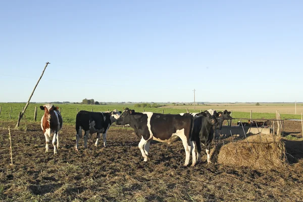 Industria delle carni bovine nelle zone rurali dell'America latina . — Foto Stock