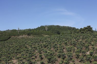 Coffee landscape, Colombia. clipart