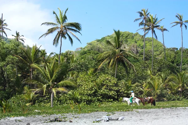 Cavalier chevauchant une forêt tropicale — Photo