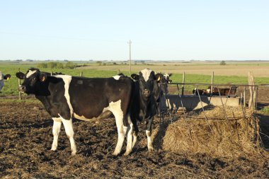 inekleri grubu latin Amerika'da Pampa.