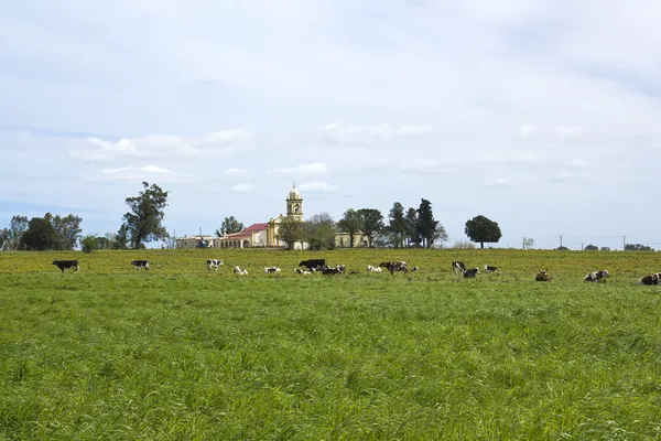 Herd of cows resting in pampas. — Stock Photo, Image