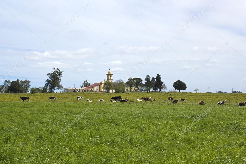 Herd of cows resting in pampas.