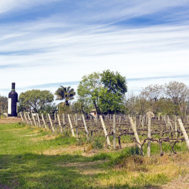 şarap walk, uruguay