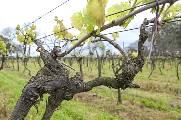 Urugwajski wino winorośli. — Zdjęcie stockowe