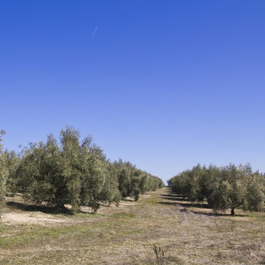 İspanyol zeytin alan