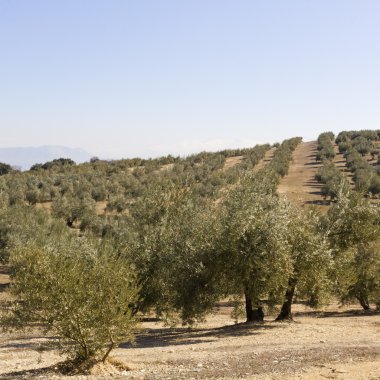 sevilla bir Zeytin bahçesinde