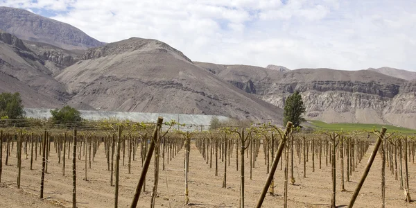 Campos agrícolas de viñedo — Foto de Stock