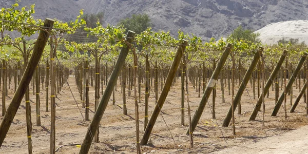 Weinreben — Stockfoto