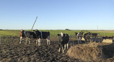 Amerika'da Pampa siyah ve kahverengi lekeler ile inek.