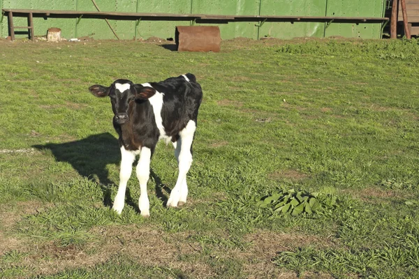 Liten kalv läder svart och vitt i en bondgård — Stockfoto