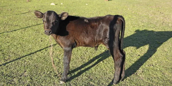 Small brown leather calf on a farm — Stock Photo, Image