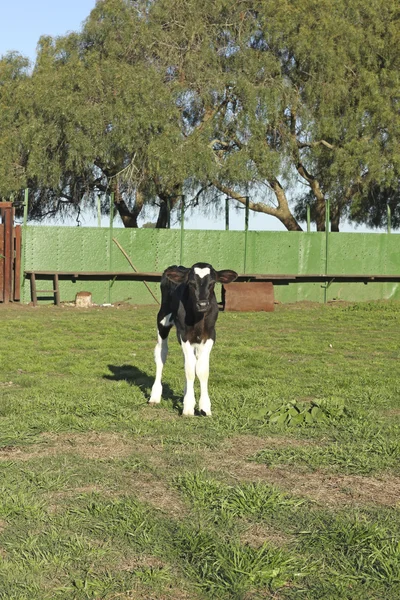 Petit cuir de veau noir et blanc dans une ferme — Photo