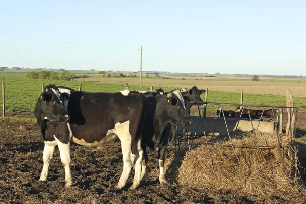 Mucche in gruppo Pampas latino-americane . — Foto Stock