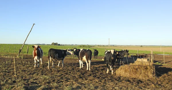 Industria delle carni bovine nelle zone rurali dell'America latina . — Foto Stock