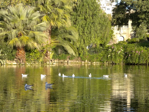 Ptáci v parku ciutadella — Stock fotografie