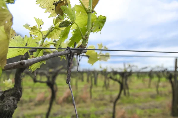 Urugwajski wino winorośli — Zdjęcie stockowe