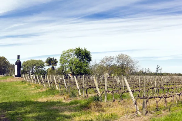 Vitigni da vino uruguaiani — Foto Stock