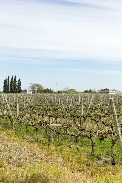 Uruguayische Weinreben — Stockfoto