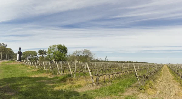 Urugwajski wino winorośli — Zdjęcie stockowe