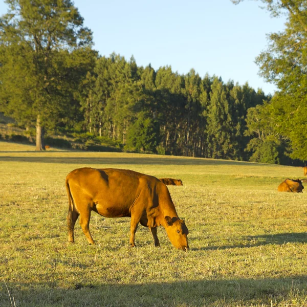 Cows grazing in Chile — Stock Photo, Image