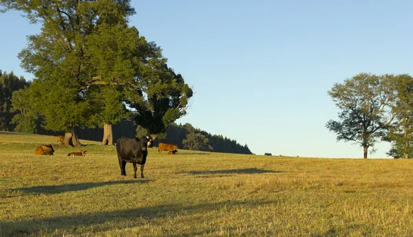 Vacas pastando no chile — Fotografia de Stock