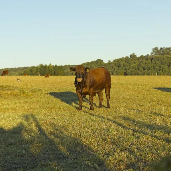 Vacas pastando no chile — Fotografia de Stock